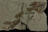 Partial, Fossil Salamander (Chelotriton) - Gracanica, Bosnia #175094-1